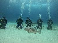 SharksL_1.3.10