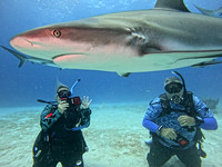sharkzLand_1.33.9