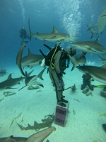 sharksL2_1.29.5