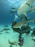 sharksL2_1.29.14