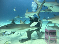 SharksL_1.1.2