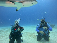 sharkzLand_1.33.4