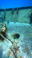 sharks_1.5.1