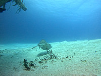 SharksL_1.2.12
