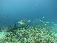 SharksL_1.5.2