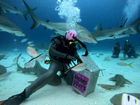 SharksLand_1.6.2
