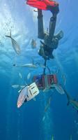 sharks_1.10.1