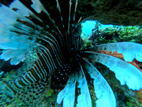 SharksL_1.4.5