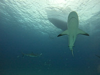 SharksL_1.1.3