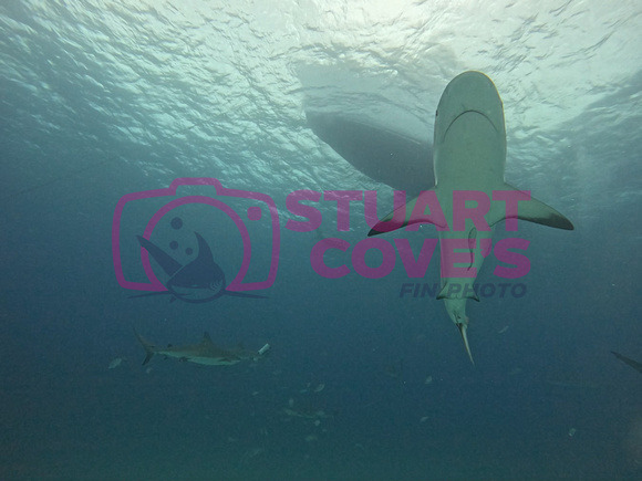 SharksL_1.1.3
