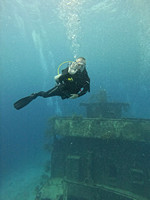 sharks_1.3.1