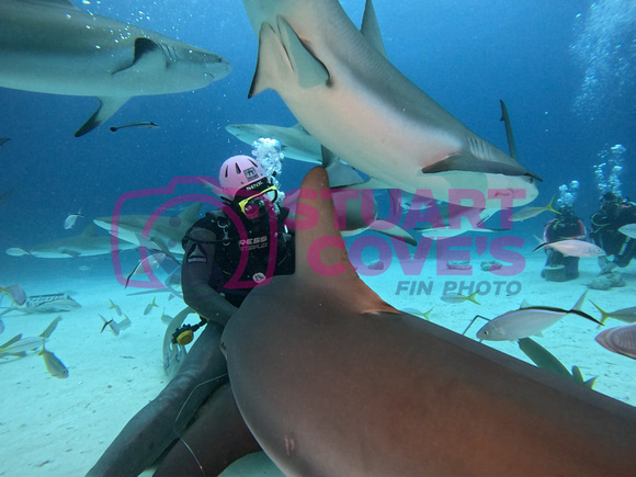 SharksLand_1.6.8