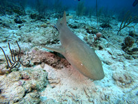 SharksL_1.2.3