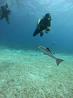 SharksL_1.1.1