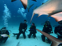 Sharks11L_1.1.3