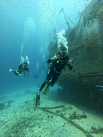 sharks_1.7.1