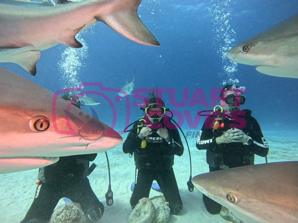 SharksL_1.3.10