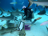 SharksLand_1.4.1