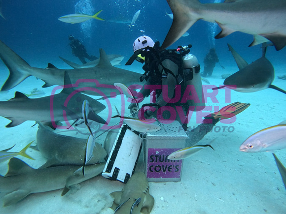 SharksLand_1.4.1