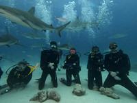 Sharks11L_1.2.8