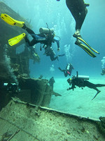 sharks_1.2.1